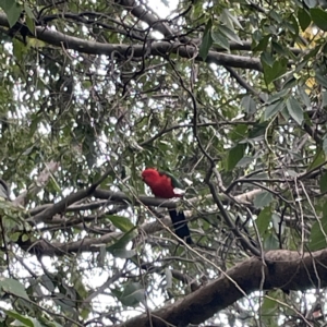 Alisterus scapularis at Ainslie, ACT - 1 May 2023