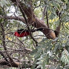 Alisterus scapularis at Ainslie, ACT - 1 May 2023