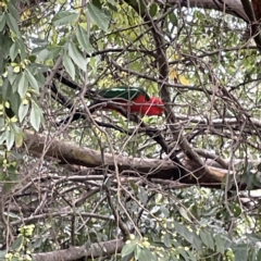 Alisterus scapularis at Ainslie, ACT - 1 May 2023