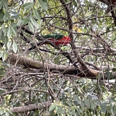 Alisterus scapularis at Ainslie, ACT - 1 May 2023