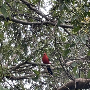 Alisterus scapularis at Ainslie, ACT - 1 May 2023