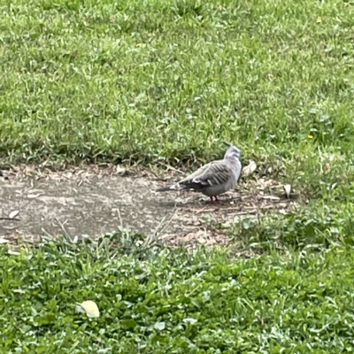 Ocyphaps lophotes (Crested Pigeon) at Corroboree Park - 1 May 2023 by Hejor1