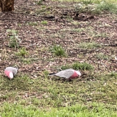 Eolophus roseicapilla at Ainslie, ACT - 1 May 2023 01:27 PM