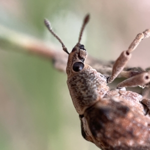 Gonipterus sp. (genus) at Ainslie, ACT - 1 May 2023 01:42 PM