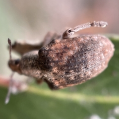 Gonipterus sp. (genus) at Ainslie, ACT - 1 May 2023