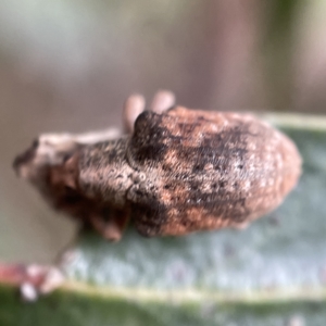 Gonipterus sp. (genus) at Ainslie, ACT - 1 May 2023 01:42 PM