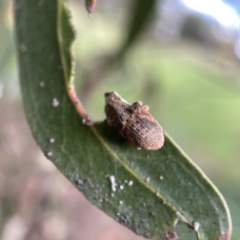 Gonipterus sp. (genus) at Ainslie, ACT - 1 May 2023 01:42 PM