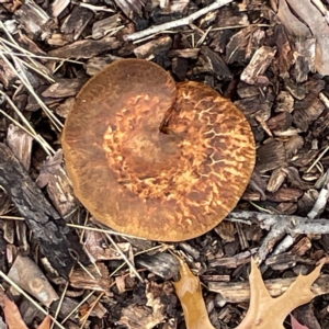 zz agaric (stem; gills not white/cream) at Ainslie, ACT - 1 May 2023