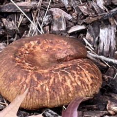 zz agaric (stem; gills not white/cream) at Ainslie, ACT - 1 May 2023