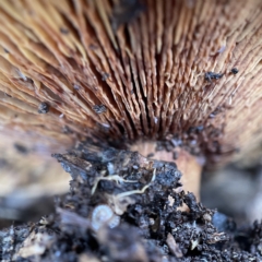 zz agaric (stem; gills not white/cream) at Ainslie, ACT - 1 May 2023