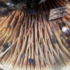 zz agaric (stem; gills not white/cream) at Ainslie, ACT - 1 May 2023