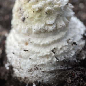 Amanita muscaria at Ainslie, ACT - 1 May 2023