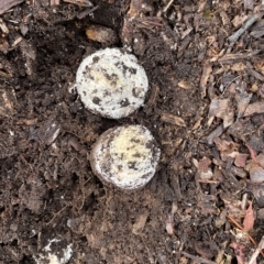 Amanita muscaria at Ainslie, ACT - 1 May 2023