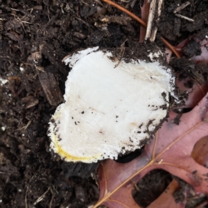 Amanita muscaria at Ainslie, ACT - 1 May 2023