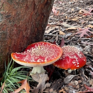 Amanita muscaria at Ainslie, ACT - 1 May 2023