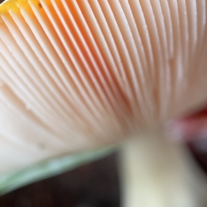 Amanita muscaria at Ainslie, ACT - 1 May 2023