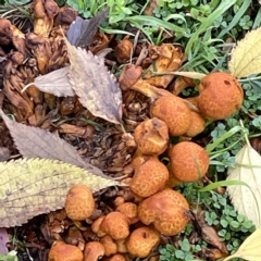 Gymnopilus sp. (Gymnopilus) at Ainslie, ACT - 1 May 2023 by Hejor1