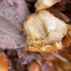 Gymnopilus sp. at Ainslie, ACT - 1 May 2023