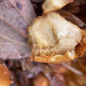 Gymnopilus sp. at Ainslie, ACT - 1 May 2023