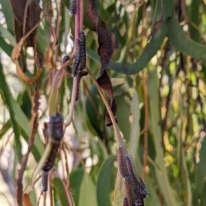 Delias harpalyce at Stromlo, ACT - suppressed