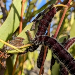 Delias harpalyce at Stromlo, ACT - 1 May 2023