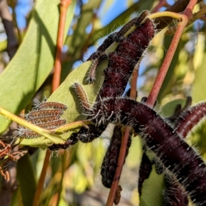 Delias harpalyce at Stromlo, ACT - 1 May 2023