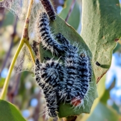 Delias harpalyce at Stromlo, ACT - suppressed