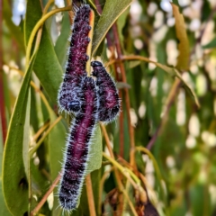 Delias harpalyce at Stromlo, ACT - 1 May 2023