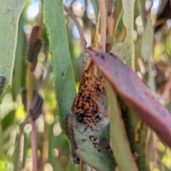 Delias harpalyce at Stromlo, ACT - 1 May 2023