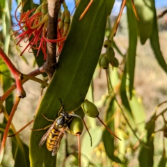 Vespula germanica (European wasp) at Stromlo, ACT - 1 May 2023 by HelenCross