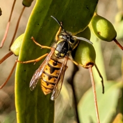 Vespula germanica at Stromlo, ACT - 1 May 2023 03:34 PM