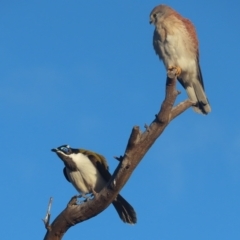 Entomyzon cyanotis (Blue-faced Honeyeater) at Garran, ACT - 1 May 2023 by roymcd