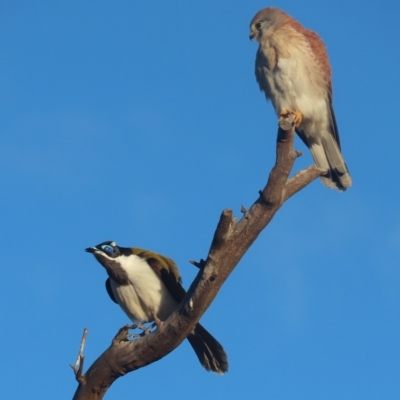 Entomyzon cyanotis (Blue-faced Honeyeater) at Red Hill Nature Reserve - 1 May 2023 by roymcd