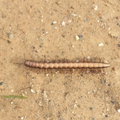 Paradoxosomatidae sp. (family) (Millipede) at Kowen, ACT - 1 May 2023 by gregbaines