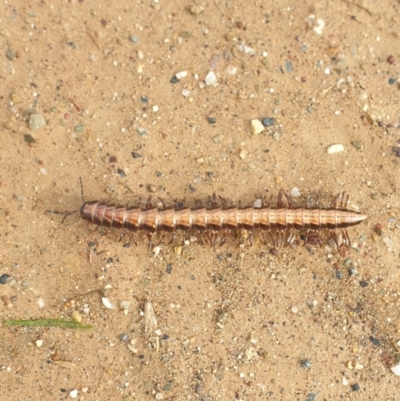 Paradoxosomatidae sp. (family) (Millipede) at Kowen, ACT - 1 May 2023 by gregbaines