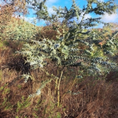 Acacia baileyana (Cootamundra Wattle, Golden Mimosa) at Watson, ACT - 1 May 2023 by abread111