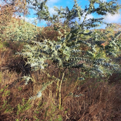 Acacia baileyana (Cootamundra Wattle, Golden Mimosa) at Mount Majura - 1 May 2023 by abread111