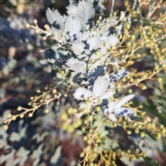 Acacia baileyana at Watson, ACT - 1 May 2023