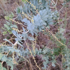 Acacia baileyana at Watson, ACT - 1 May 2023