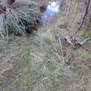 Nassella trichotoma at Watson, ACT - 1 May 2023