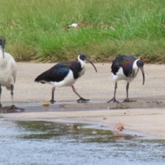 Threskiornis spinicollis (Straw-necked Ibis) at Upper Stranger Pond - 1 May 2023 by RodDeb