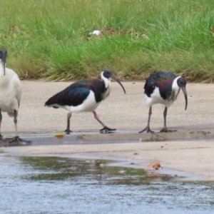 Threskiornis spinicollis at Isabella Plains, ACT - 1 May 2023