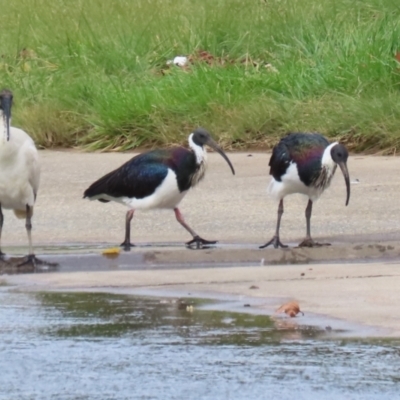 Threskiornis spinicollis (Straw-necked Ibis) at Isabella Plains, ACT - 1 May 2023 by RodDeb