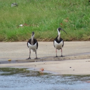 Threskiornis spinicollis at Isabella Plains, ACT - 1 May 2023