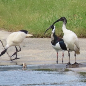 Threskiornis spinicollis at Isabella Plains, ACT - 1 May 2023