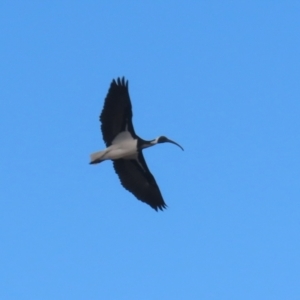 Threskiornis spinicollis at Isabella Plains, ACT - 1 May 2023 12:48 PM