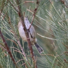 Acanthiza pusilla (Brown Thornbill) at Isabella Plains, ACT - 1 May 2023 by RodDeb