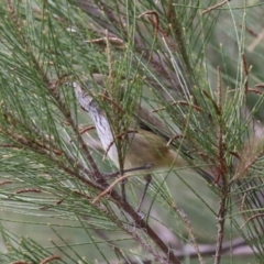 Acanthiza pusilla at Isabella Plains, ACT - 1 May 2023 12:51 PM