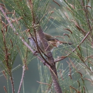 Acanthiza pusilla at Isabella Plains, ACT - 1 May 2023 12:51 PM