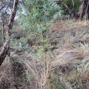 Acacia baileyana at Watson, ACT - 1 May 2023